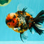 AAA Grade Special Calico Oranda Male 6 inches #062626OR_20
