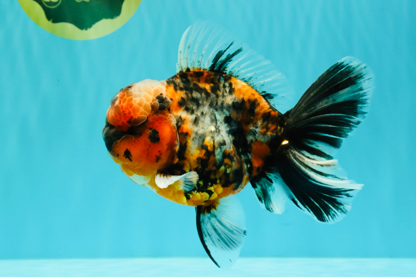 AAA Grade Special Calico Oranda Male 6 inches #062626OR_20