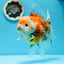 Show Grade Godzilla Oranda Female 6.5 inches #0804OR_15