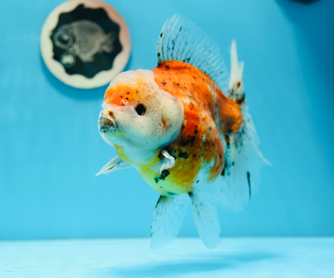 Show Grade Godzilla Oranda Female 6.5 inches #0804OR_15