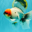 SPECIAL A Grade Red Head Marble Oranda Male 6.5-7 inches #082826OR_05