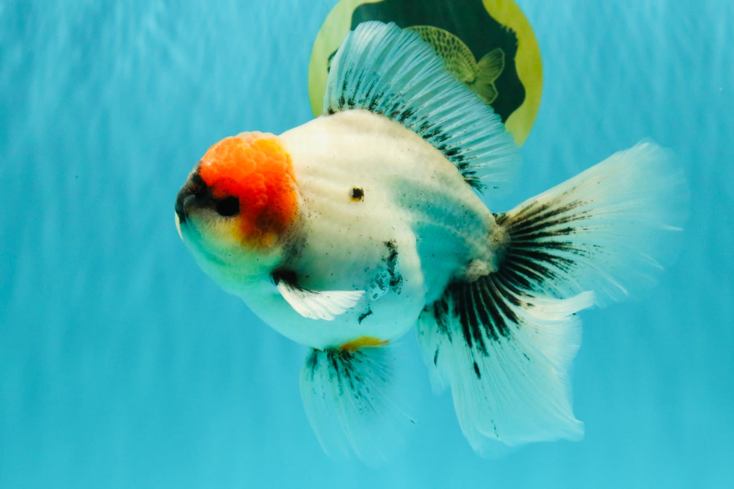 SPECIAL A Grade Red Head Marble Oranda Male 6.5-7 inches #082826OR_05