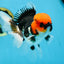 AAA Grade Tricolor Button Eyes Oranda Male 5 inches #080825OR_04