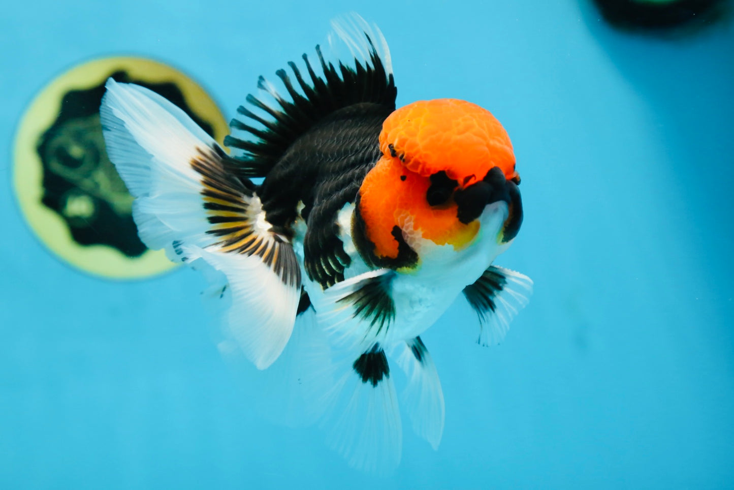 AAA Grade Tricolor Button Eyes Oranda Male 5 inches #080825OR_04