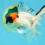 A Grade Tricolor Oranda Male 5.5 inches #030626OR_21