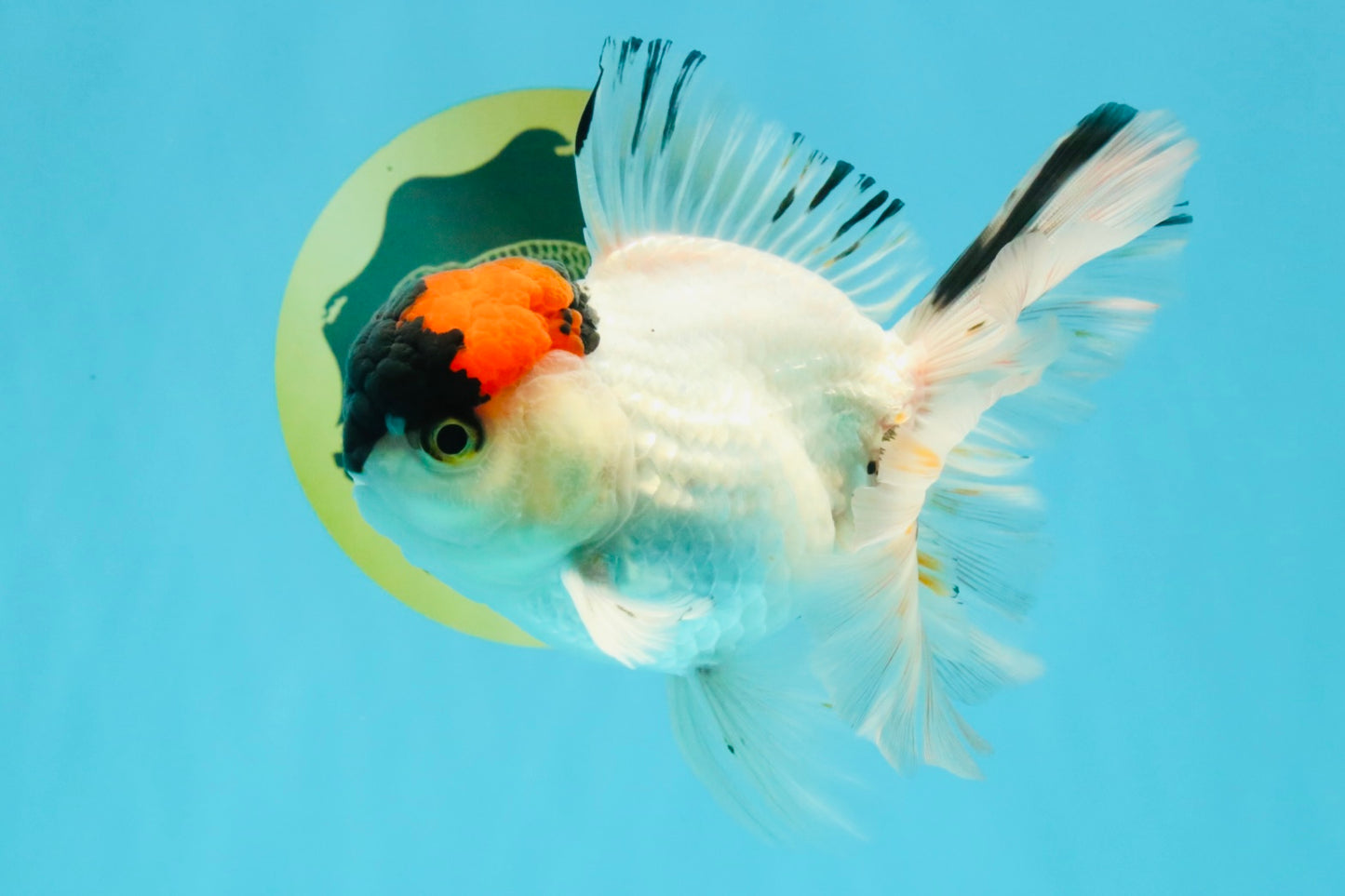 A Grade Tricolor Oranda Male 5.5 inches #030626OR_21