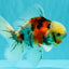 Calico Oranda Male 6.5 inches #090426OR_02
