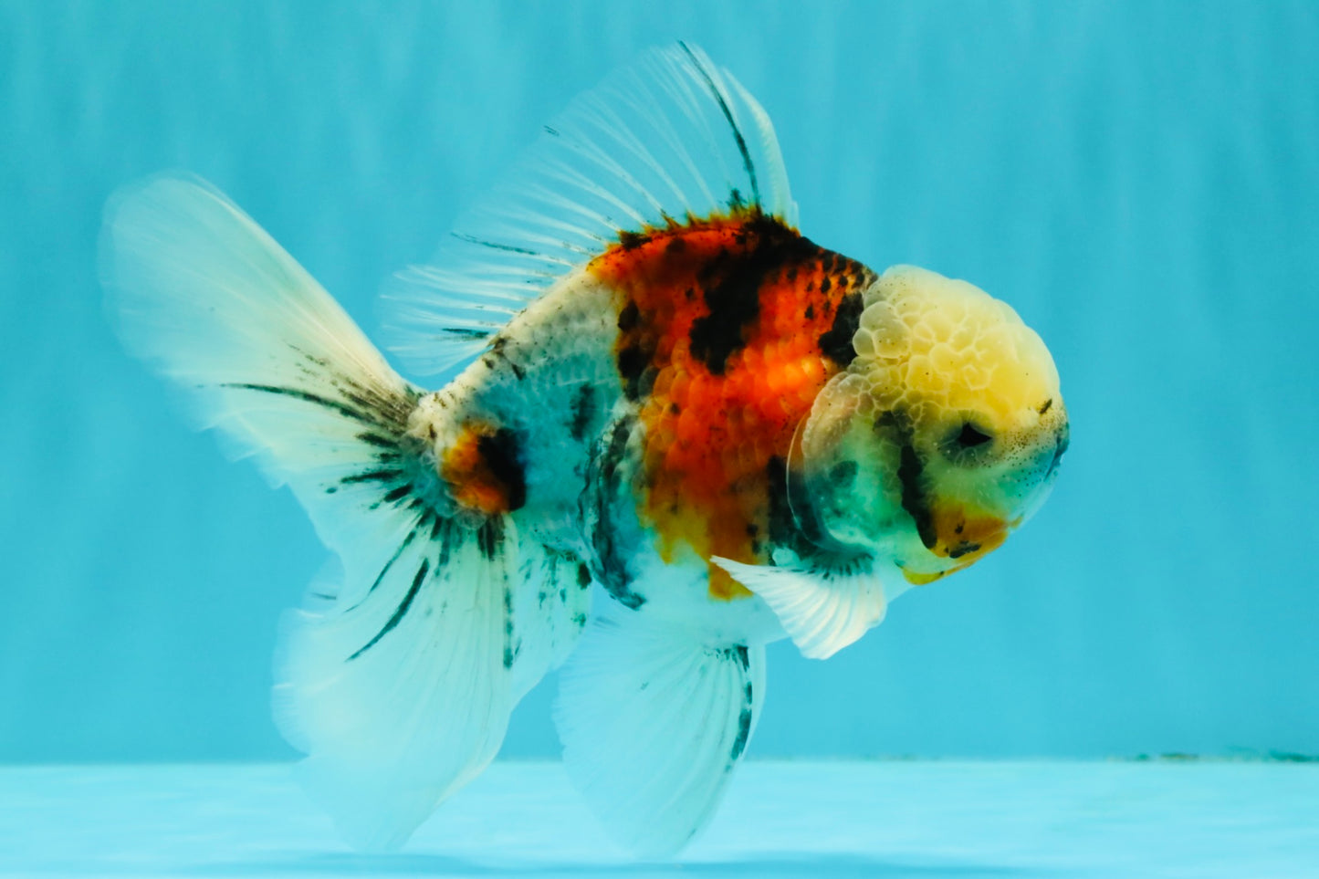 Calico Oranda Male 6.5 inches #090426OR_02