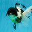 BATMAN Panda Oranda Female 5.5 inches #041026OR_09