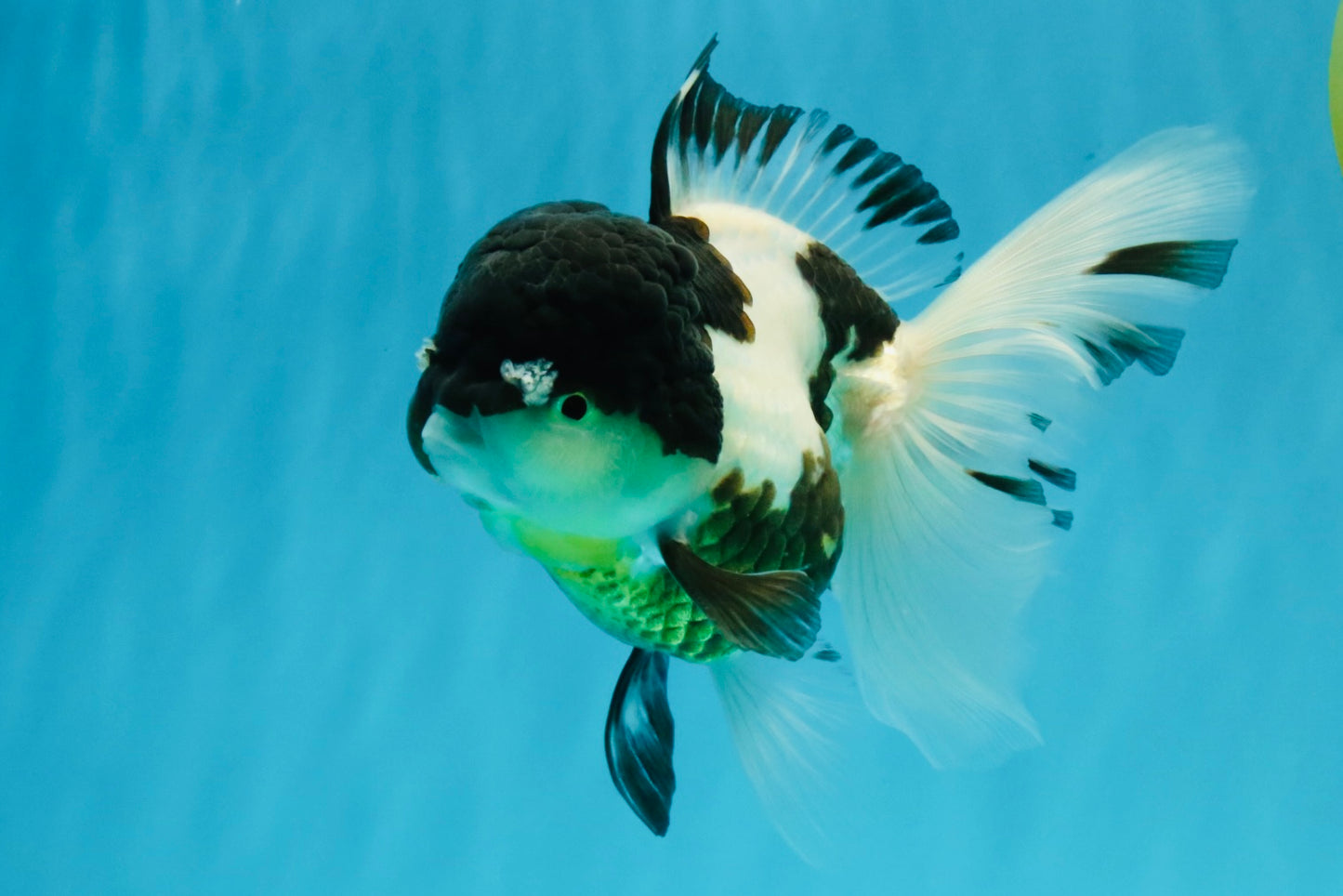 BATMAN Panda Oranda Female 5.5 inches #041026OR_09