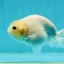 Marble Ranchu Female 3.5 inches #1004LC_09