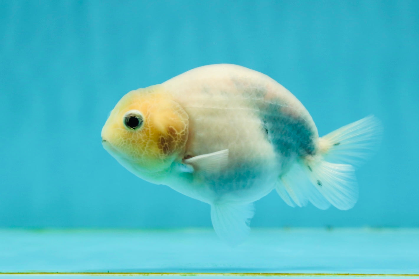 Marble Ranchu Female 3.5 inches #1004LC_09