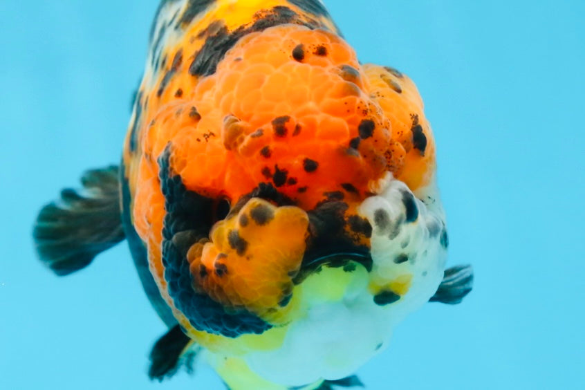 UNIQUE AAA Grade Chinese Red Head Ranchu Female 4.5-5 inches #101725RC_19