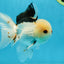 A Grade Tricolor Oranda Male 4.5-5 inches #051625OR_26