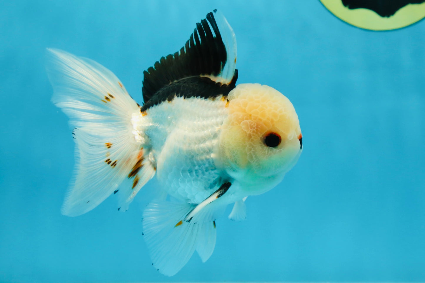 A Grade Tricolor Oranda Male 4.5-5 inches #051625OR_26