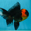 A Grade Tricolor Oranda Male 5-5.5 inches #062725OR_17