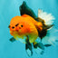 CHARLIE AAA Grade Apache Oranda Female 6.5 inches #091826OR_01