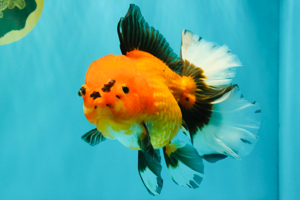 CHARLIE AAA Grade Apache Oranda Female 6.5 inches #091826OR_01