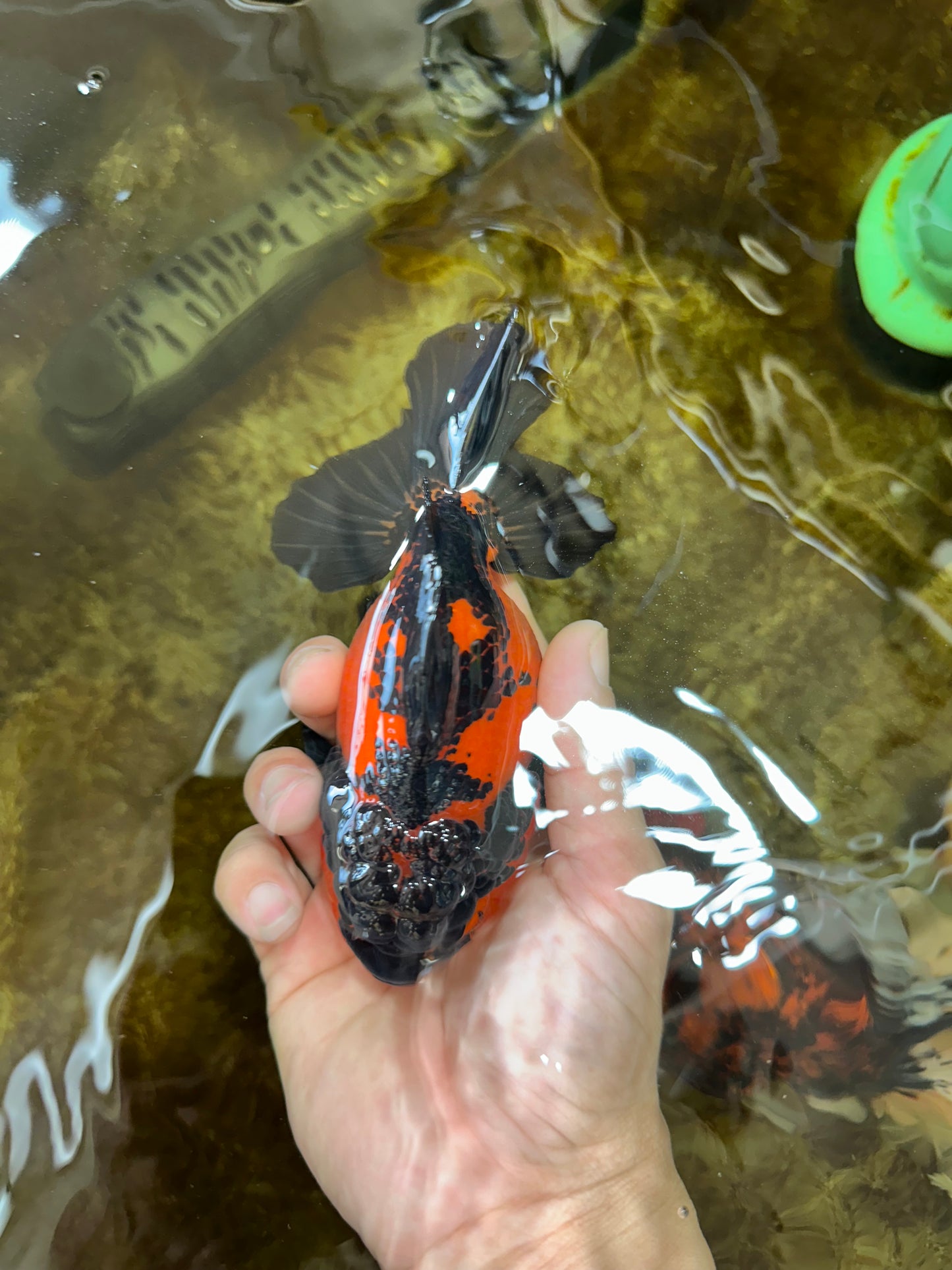 AAA Grade Apache Yuanbao Female 5 inches #081525YB_06