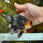 A Grade Young Tricolor Oranda Male 4.5 inches #061325_04