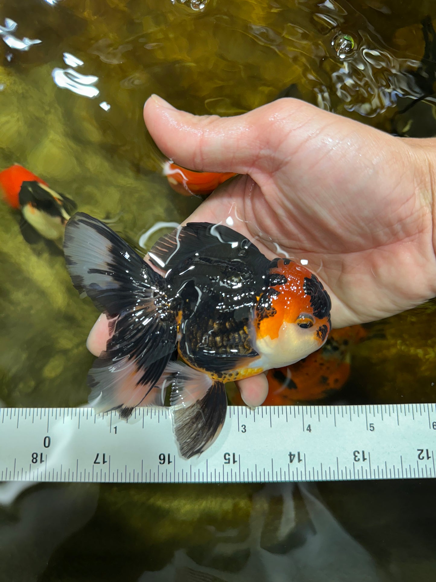 A Grade Young Tricolor Oranda Male 4.5 inches #061325_04