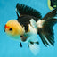 AAA Grade PUPPY Tricolor Oranda Male 5.5 inches #080125OR_24
