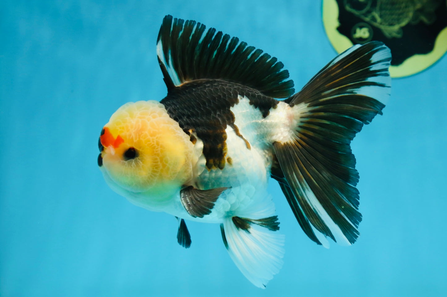 AAA Grade PUPPY Tricolor Oranda Male 5.5 inches #080125OR_24