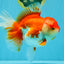 JUMBO AAA Grade Red White Oranda Female 7 inches #040326OR_22