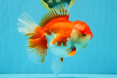 JUMBO AAA Grade Red White Oranda Female 7 inches #040326OR_22