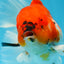 AAA Grade Young Godzilla Sakura Oranda Male 6-6.5 inches #081525OR_08