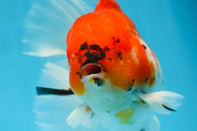 AAA Grade Young Godzilla Sakura Oranda Male 6-6.5 inches #081525OR_08