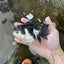 A Grade Panda Oranda Female 5-5.5 inches #051625OR_34