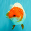 UNIQUE A Grade Red Head Buffalo Ranchu Female 6 inches #100926RC_30
