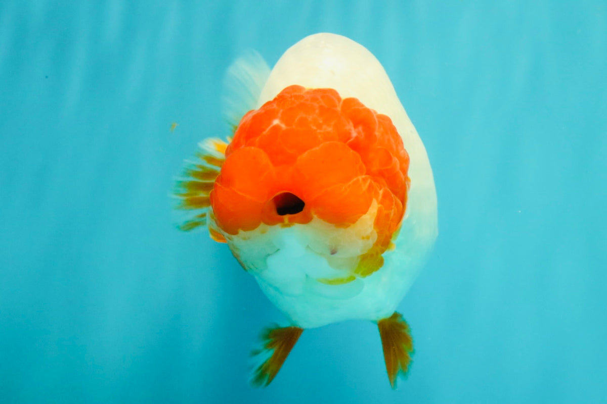 UNIQUE A Grade Red Head Buffalo Ranchu Female 6 inches #100926RC_30