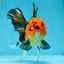 A Grade Apache Button Eyes Oranda Male 5-5.5 inches #080125OR_21
