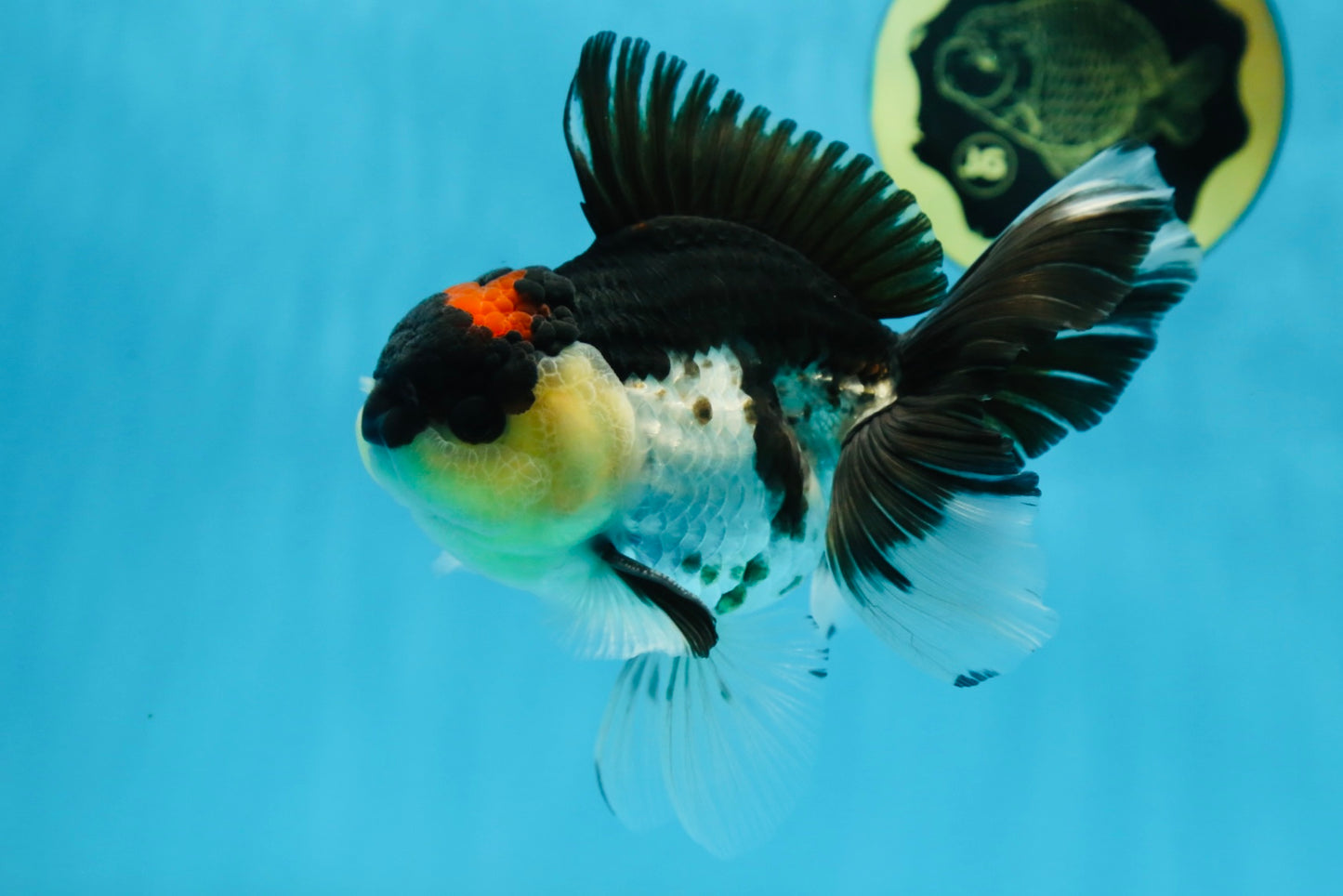 A Grade Tricolor Button Eyes Oranda Male 5.5 inches #080825OR_06