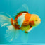 A Grade Lipstick Red White Oranda Male 6 inches #100926OR_17