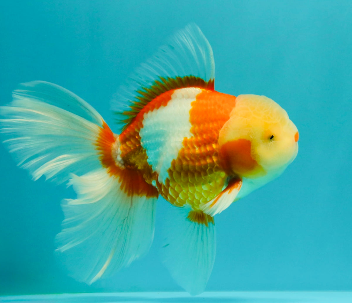 A Grade Lipstick Red White Oranda Male 6 inches #100926OR_17