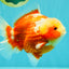 SUPER CUTE AAA Grade Strong Body Structure Kohaku Red White Yuanbao Male 6 inches #092526YB_12