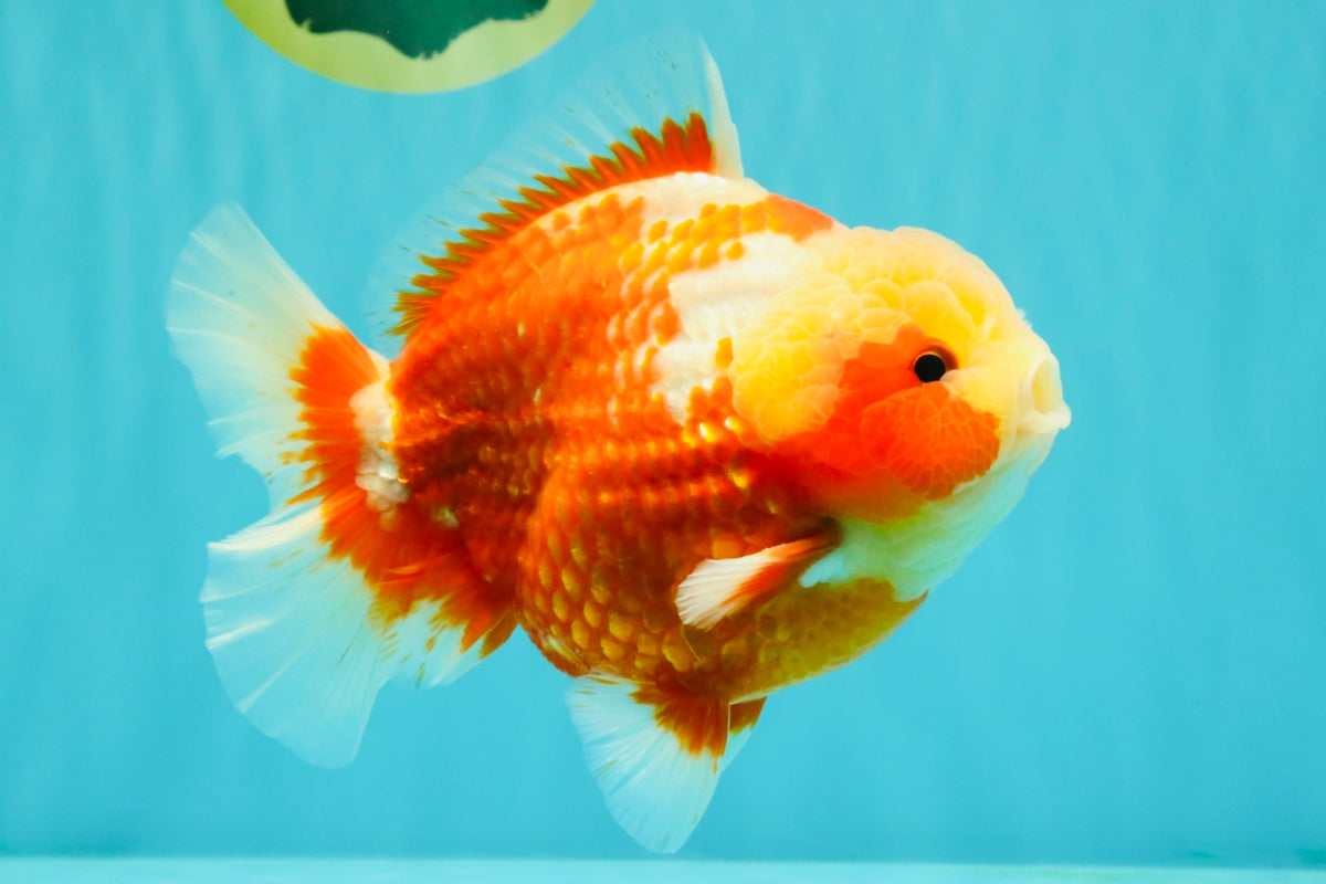SUPER CUTE AAA Grade Strong Body Structure Kohaku Red White Yuanbao Male 6 inches #092526YB_12