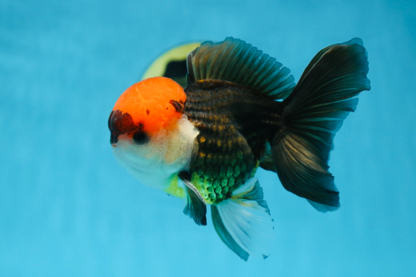 A Grade Tricolor Oranda Male 5-5.5 inches #090525OR_15