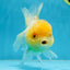 A Grade CLOUDY White Oranda Female 6 inches #062025OR_23