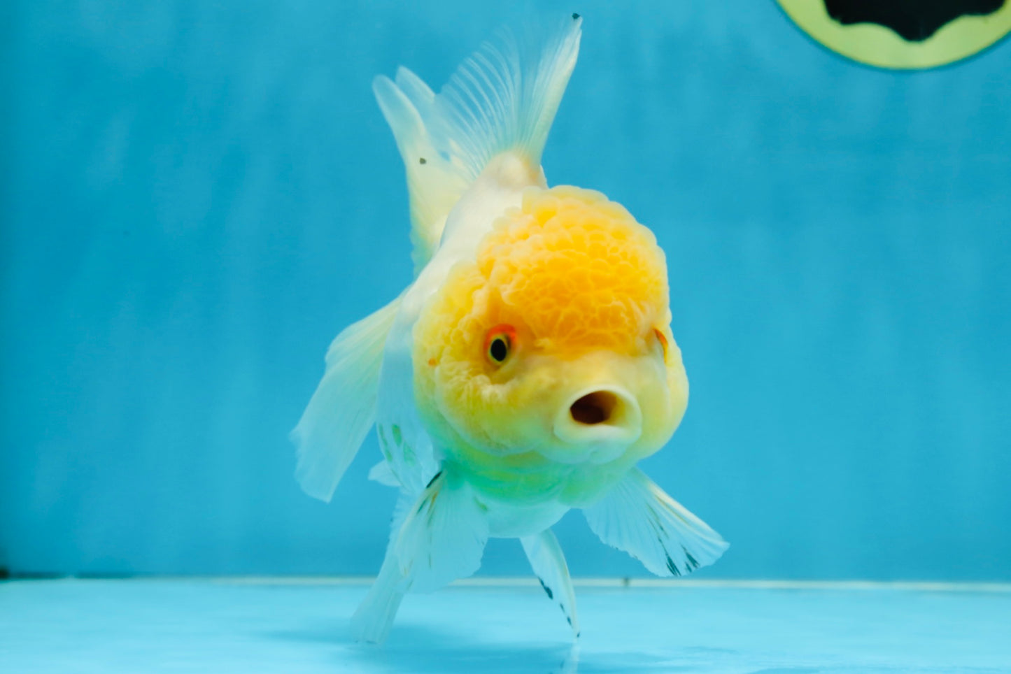 A Grade CLOUDY White Oranda Female 6 inches #062025OR_23