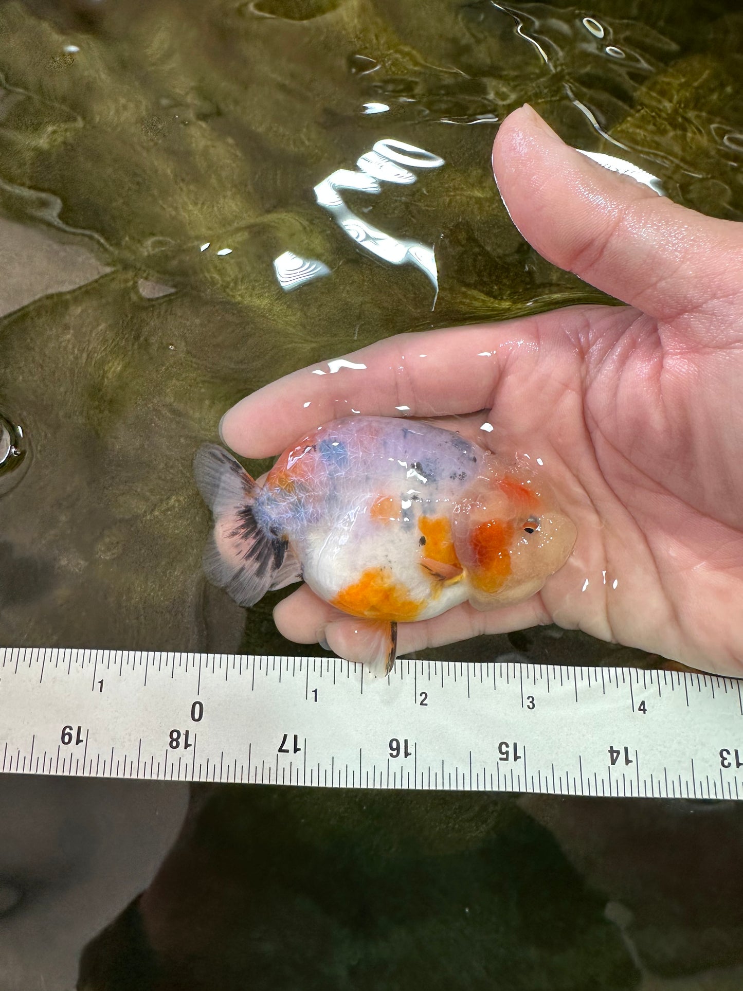 A Grade Calico LionQueen 3.5 inches #051625LC_04