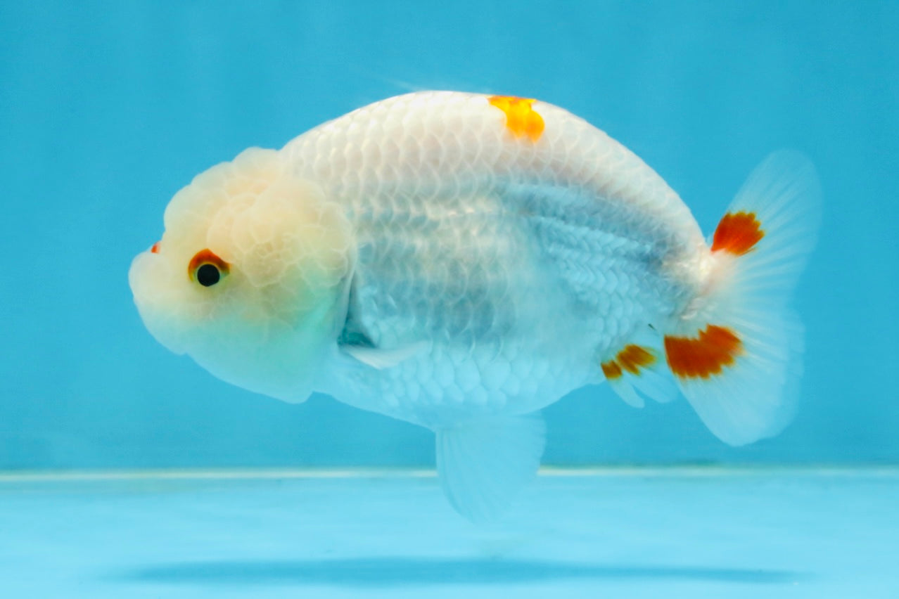 A Grade Red White LionQueen 4 inches #112125LC_09