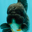A Grade Kirin Oranda Male 5.5 inches #061926OR_22