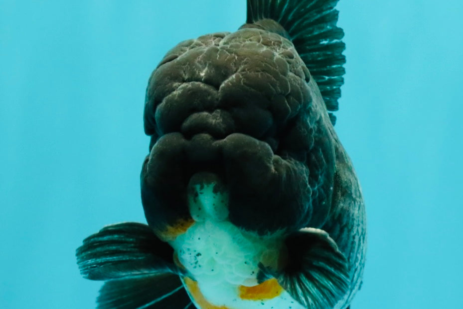A Grade Kirin Oranda Male 5.5 inches #061926OR_22
