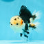 AAA Grade Bear Tricolor Oranda Male 4.5-5 inches #0503OR_13