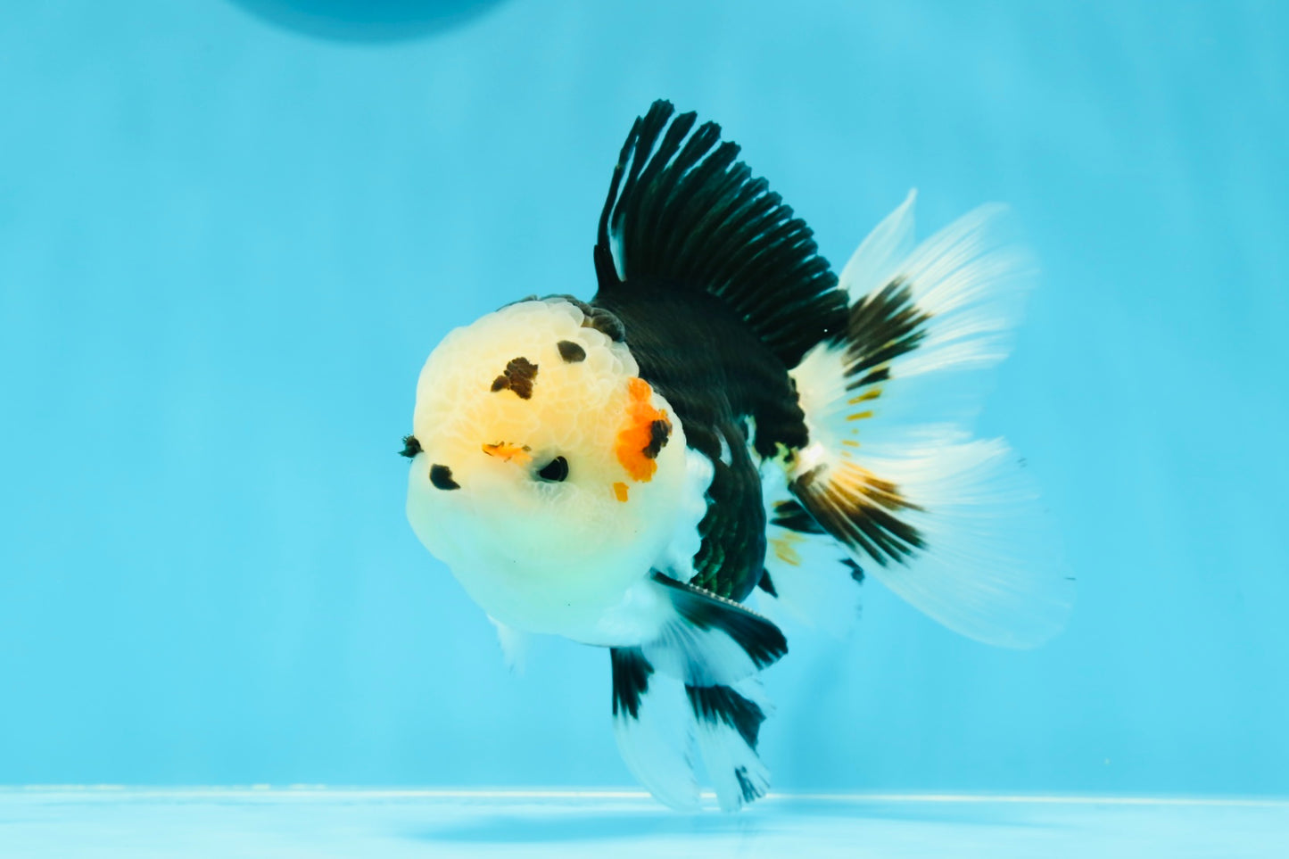 AAA Grade Bear Tricolor Oranda Male 4.5-5 inches #0503OR_13