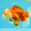 AAA Grade Red White Oranda Female 6-6.5 inches #032026OR_07